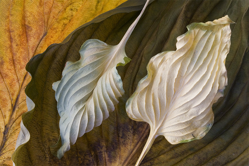 Hosta Leaves 4