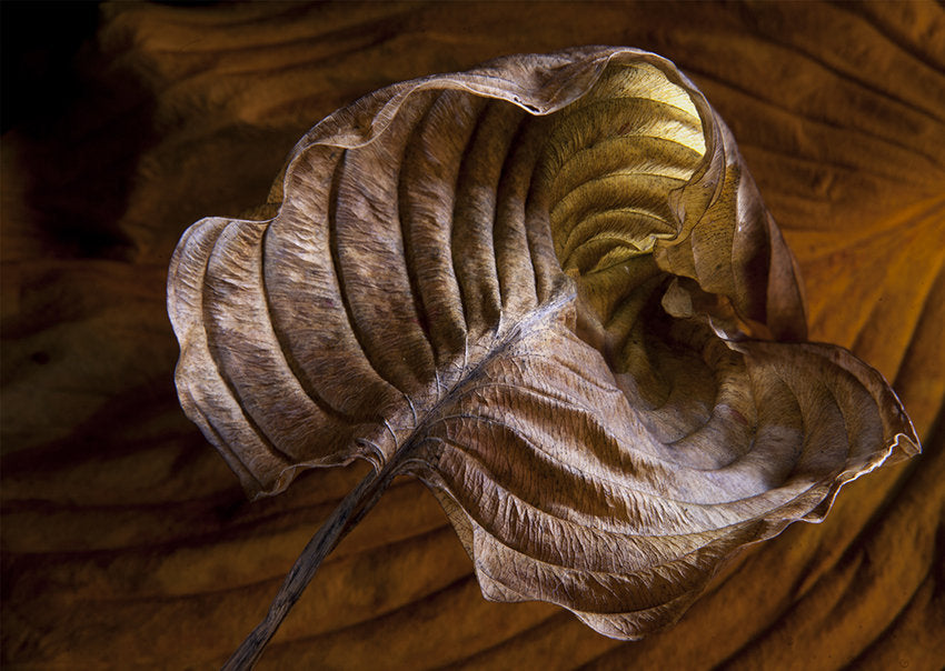 Hosta Leaves 2