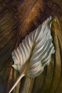 Hosta Leaves 11