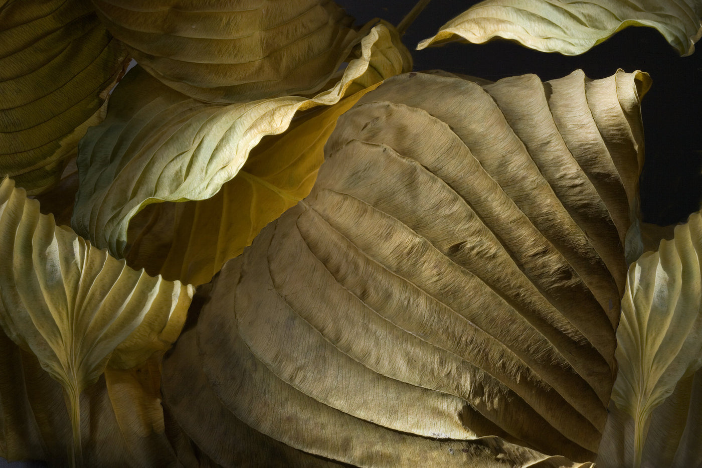 Hosta Leaves 6