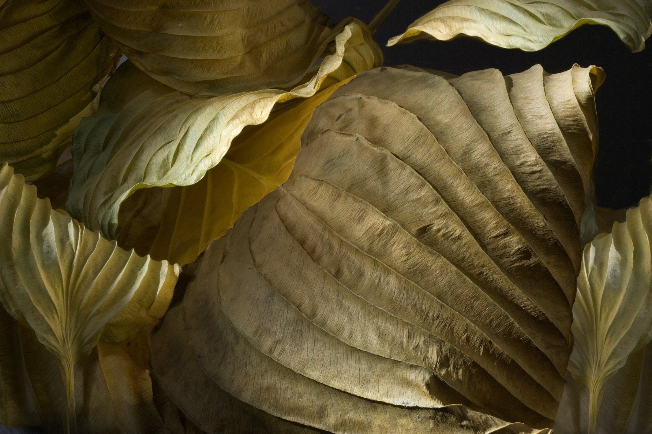 Hosta Leaves 6