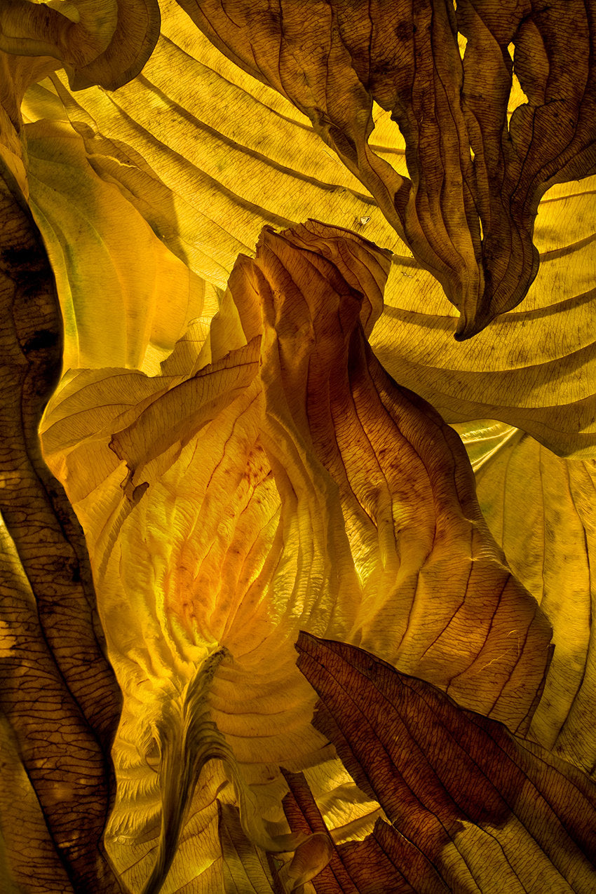 Hosta Leaves 13