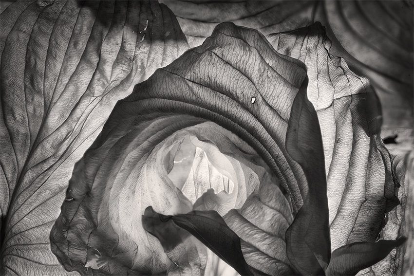 Hosta Leaves 3