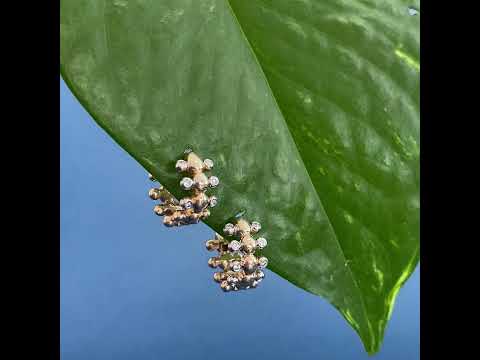 caterpillar hoop