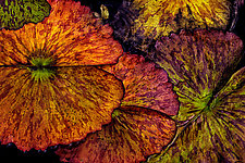 Lily Pads in Autumn by Barry Guthertz (Color Photograph)