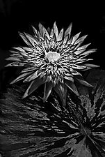 Sun Worship by Barry Guthertz (Black & White Photograph)