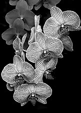 Orchid Family by Barry Guthertz (Photography Black & White)