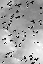 Flight by Adam Jahiel (Black & White Photograph)