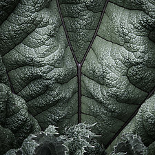 Ganera Leaf Number 1 by Steven Keller (Color Photograph)