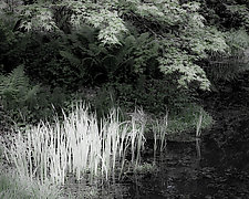 Maple Garden Pond number 1 by Steven Keller (Black & White Photograph)