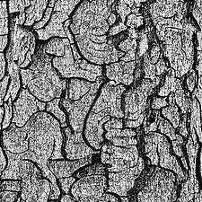 Tree Bark as Art by Jed Share (Color Photograph)