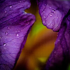 Iris, Soft Spring Rain by Jed Share (Color Photograph)
