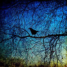 Crow Waiting, Pacific Northwest by Jed Share (Color Photograph)