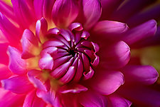 An Intimate View, Dahlia Extreme Close-Up by Jed Share (Color Photograph)
