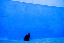 Black Cat, Blue Wall, Morocco by Jed Share (Color Photograph)