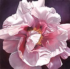 Single Pink Peony by Barbara Buer (Giclee Print)