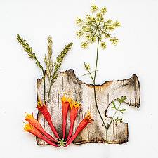 Firecracker by Pamela Viola (Color Photograph)