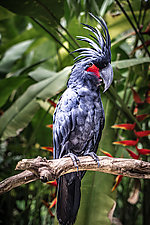 Gray Parrot by Pamela Viola (Color Photograph)