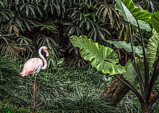 Lone Flamingo by Pamela Viola (Color Photograph)