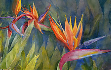 Bird of Paradise by Terrece Beesley (Watercolor Painting)
