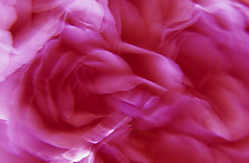 Floral Essence II by Patricia Garbarini (Color Photograph)