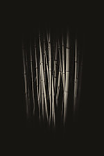 Bamboo by Lori Pond (Black & White Photograph)