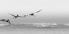 Three Pelicans, Dancing in Flight by Steven Keller (Black & White Photograph)