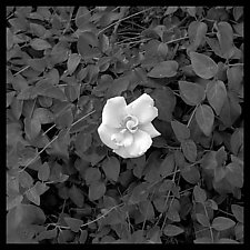 Gardenia Wall Panel by Jenny Lynn (Black & White Photograph)
