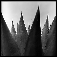 Agave Wall Panel by Jenny Lynn (Black & White Photograph)