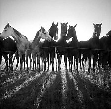 Horse Shadows by Adam Jahiel (Black & White Photograph)