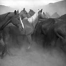 Remuda, Spanish Ranch by Adam Jahiel (Black & White Photograph)