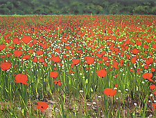 Poppies Provence by Laurie Regan Chase (Giclee Print)
