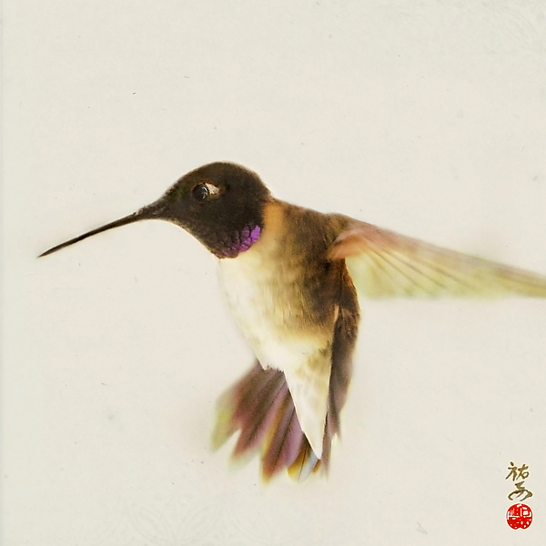 Song of a Black-Chinned Hummingbird