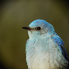 Song of a Mountain Bluebird IX by Yuko Ishii (Mixed-Media Color Photograph)