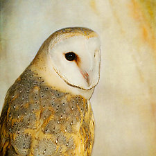 Song of a Barn Owl II by Yuko Ishii (Color Photograph)
