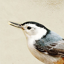 Song of a White-Breasted Nuthatch by Yuko Ishii (Color Photograph)