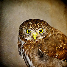Song of a Northern Pygmy Owl III by Yuko Ishii (Color Photograph)
