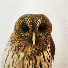 Healing Owl II by Yuko Ishii (Color Photograph)