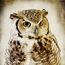 Healing Owl III by Yuko Ishii (Color Photograph)