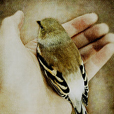 In My Hand - American Goldfinch by Yuko Ishii (Color Photograph)