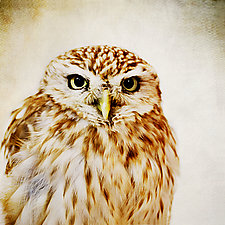 Dream Owl by Yuko Ishii (Color Photograph)