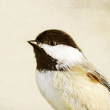 Song of a Black-Capped Chickadee by Yuko Ishii (Color Photograph)