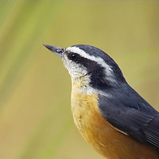 Song of a Red-Breasted Nuthatch III by Yuko Ishii (Color Photograph)