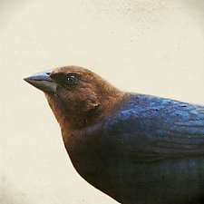 Song of a Brown-Headed Cowbird by Yuko Ishii (Color Photograph)