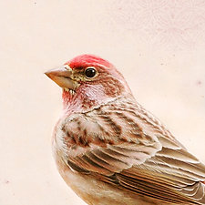 Song of a Cassin's Finch by Yuko Ishii (Color Photograph)