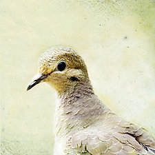 Song of a Mourning Dove by Yuko Ishii (Color Photograph)