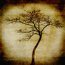 Soul Tree by Yuko Ishii (Color Photograph)