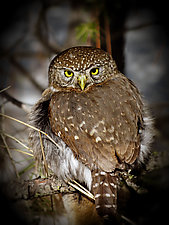 Song of a Northern Pygmy Owl IV by Yuko Ishii (Color Photograph)