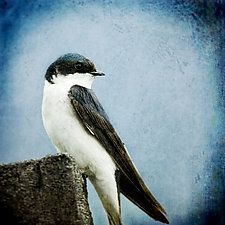 Song of a Tree Swallow I by Yuko Ishii (Color Photograph)