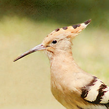Song of a Hoopoe by Yuko Ishii (Color Photograph)